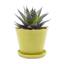 Load image into Gallery viewer, Big Tika Planter - Green Sheen