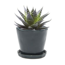Load image into Gallery viewer, Big Tika Planter - Spruce
