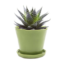 Load image into Gallery viewer, Big Tika Planter - Green

