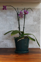 Load image into Gallery viewer, Big Tika Planter - Spruce

