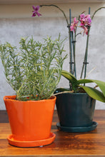 Load image into Gallery viewer, Big Tika Planter - Spruce
